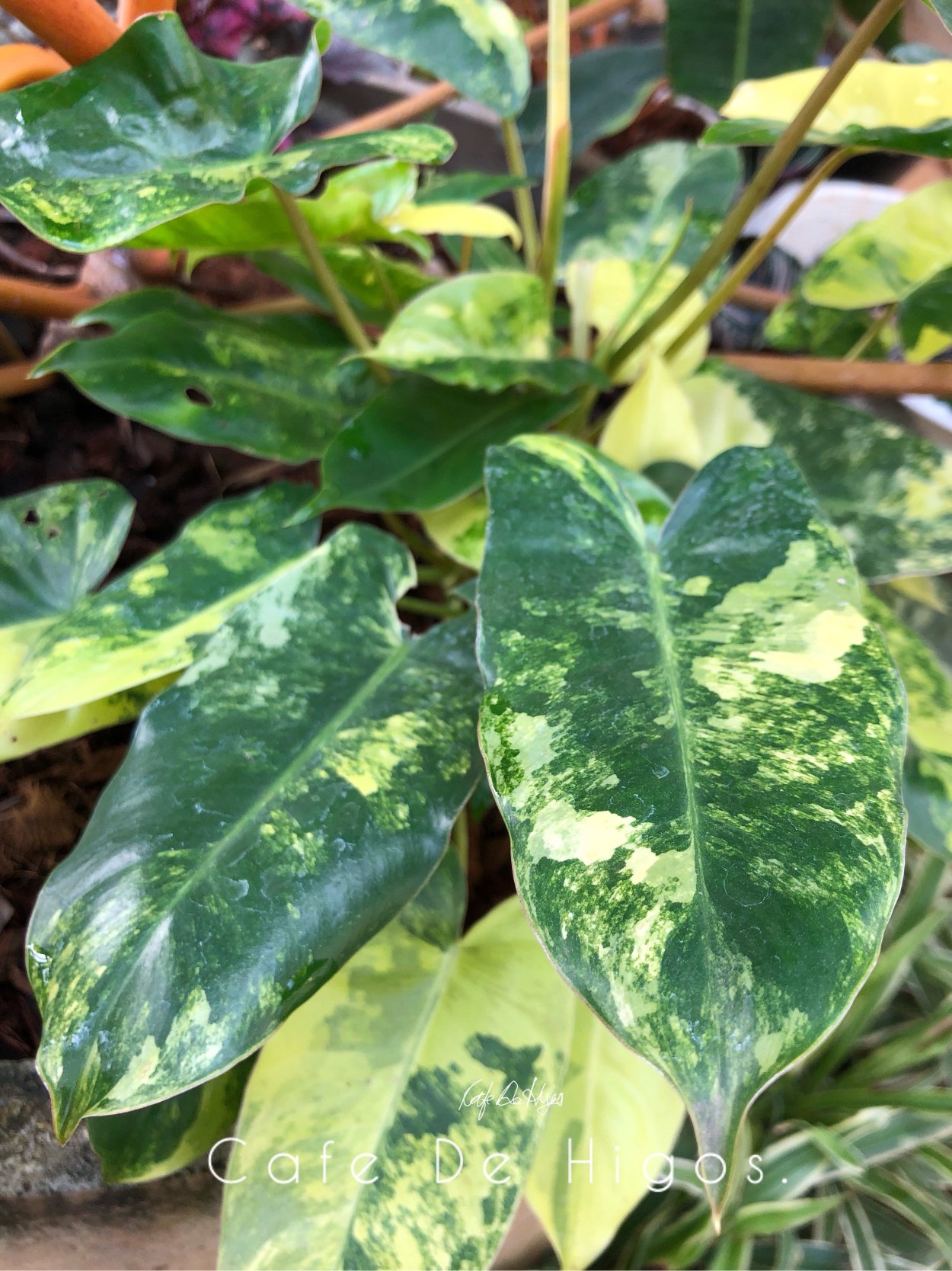 Филодендрон Бурле Маркс Вариегата