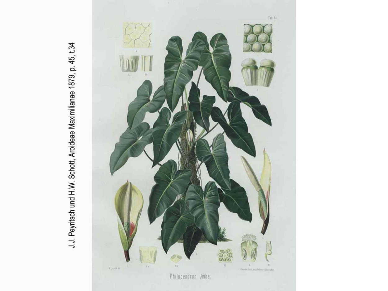 Атоми Филодендрон