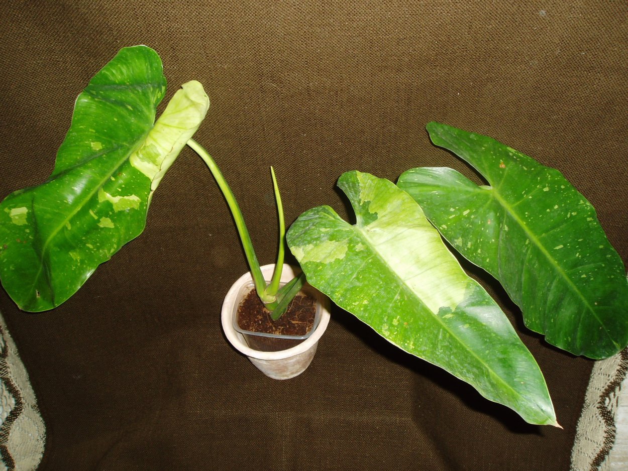 Филодендрон ИМБЕ Вайт