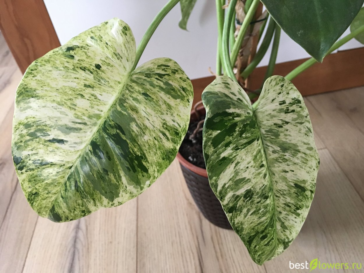 Филодендрон giganteum