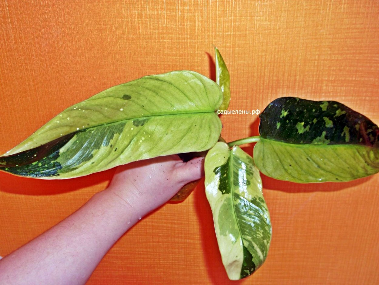 Филодендрон ИМБЕ Вайт