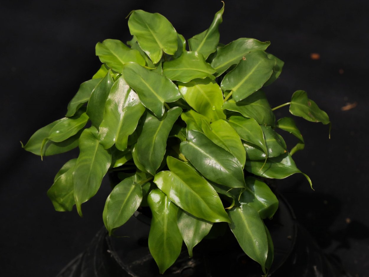 Филодендрон атом