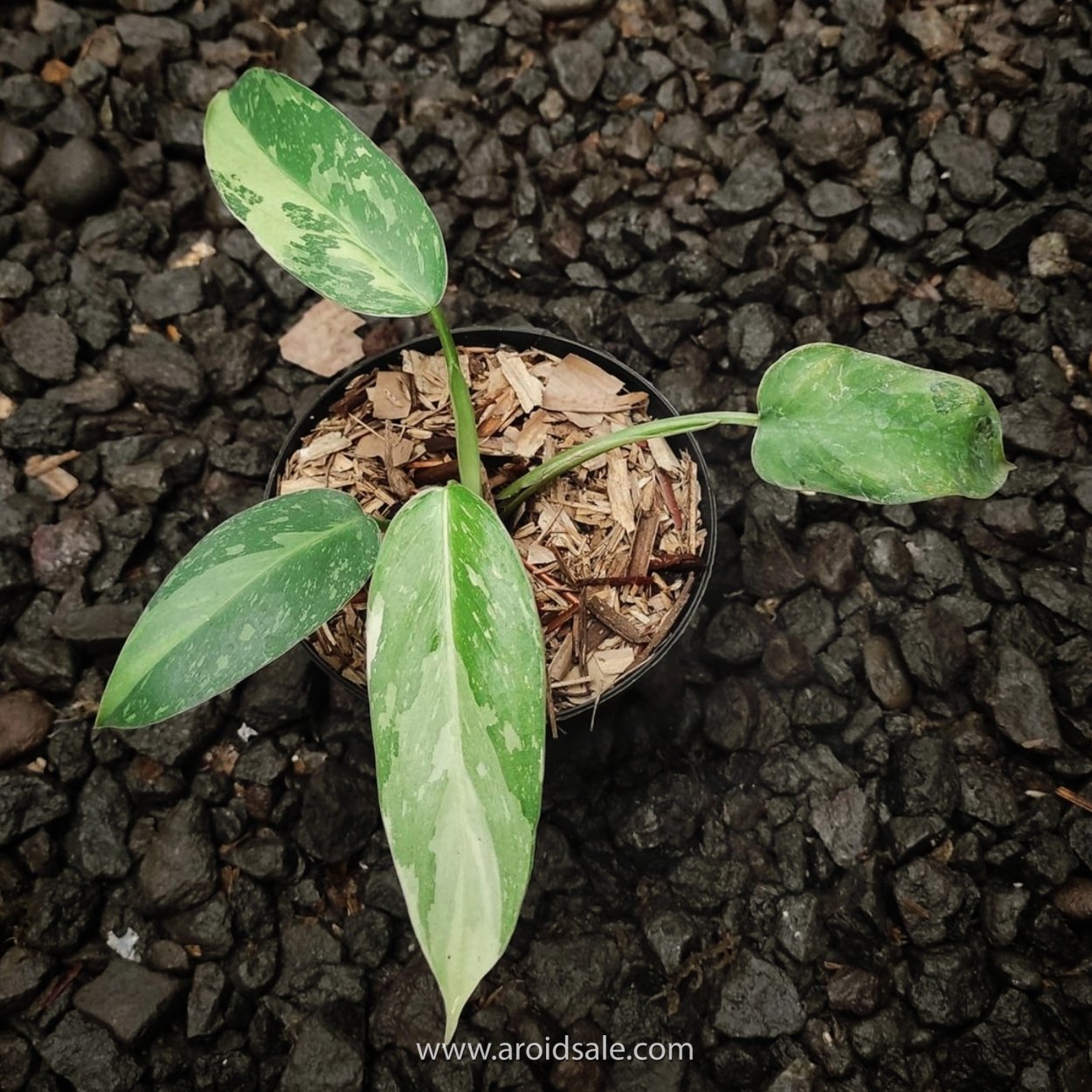 Филодендрон Хосе Бруно