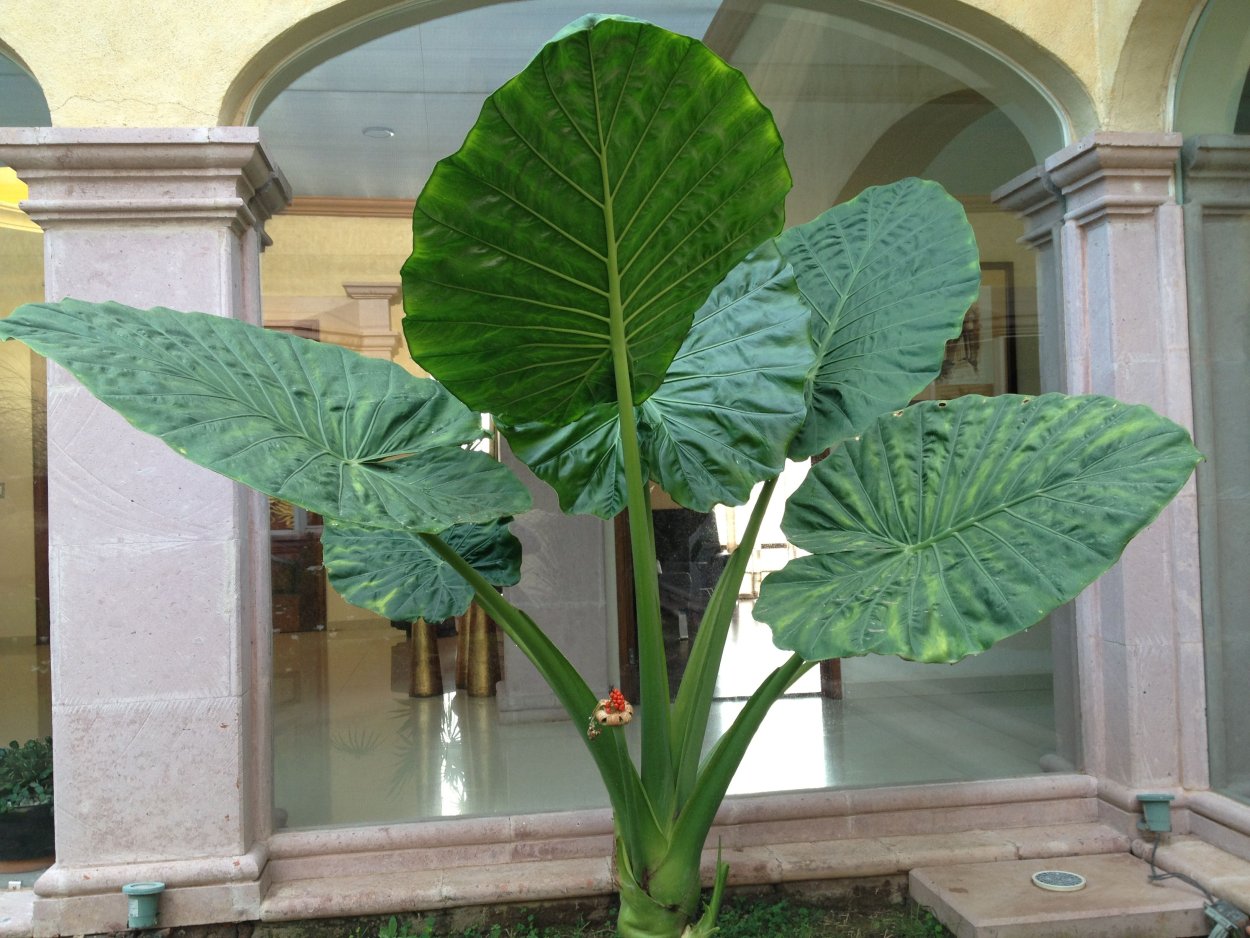 Алоказия клобучковая