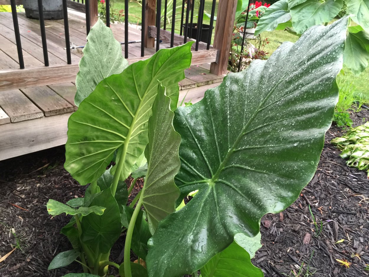 Алоказия Амазонская