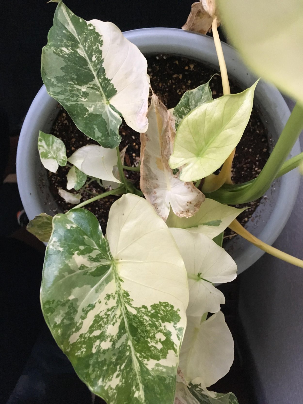 Филодендрон Сиам Санрайз вариегатный