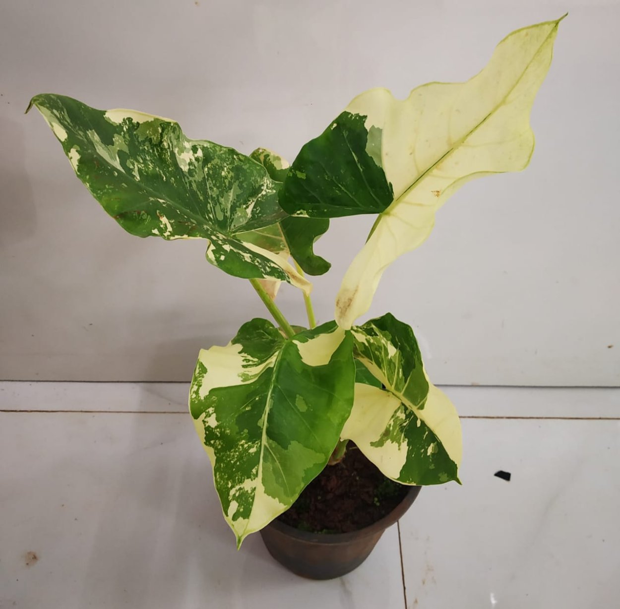 Алоказия макрориза Вариегата