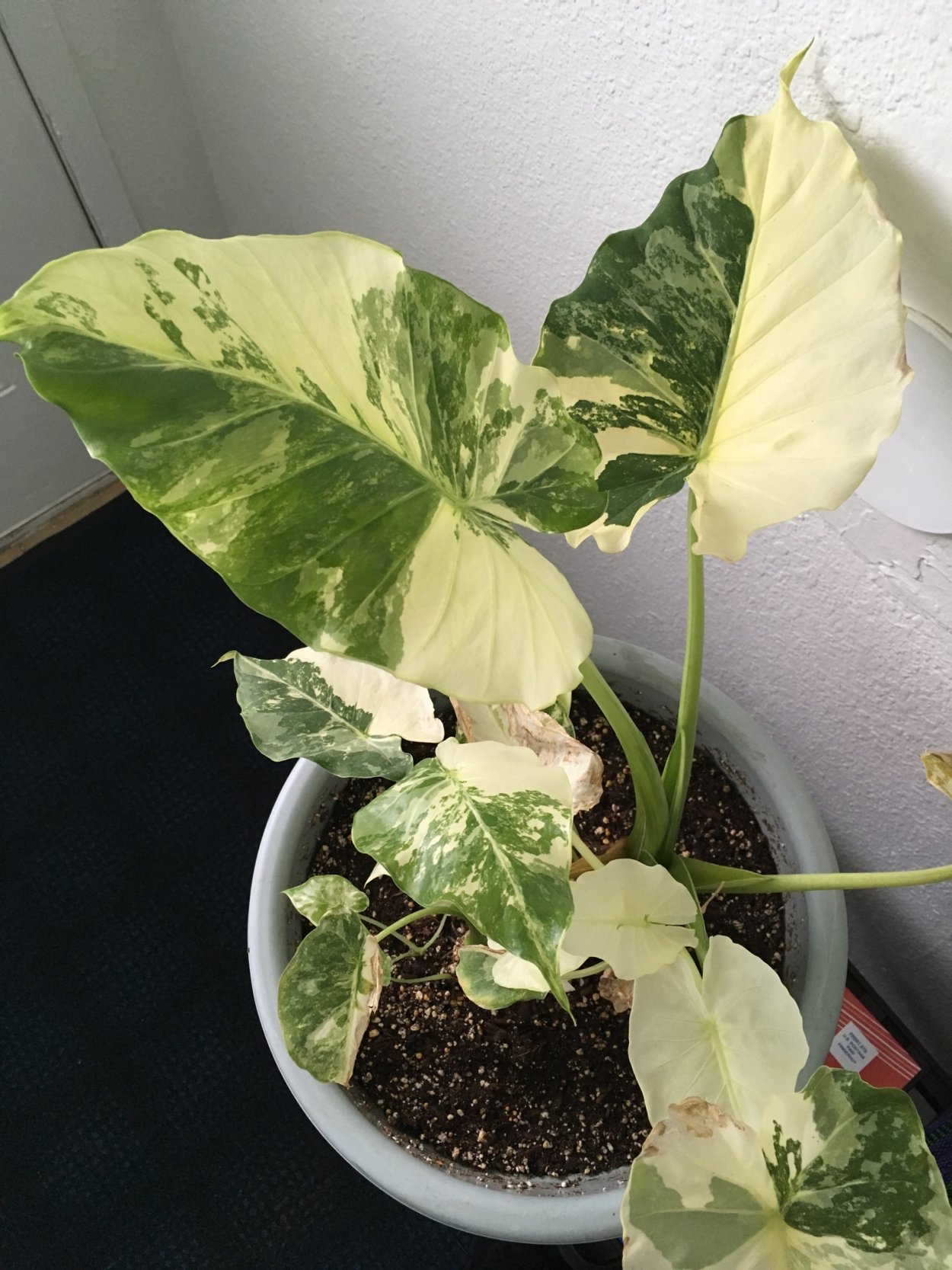 Алоказия макрориза Вариегата