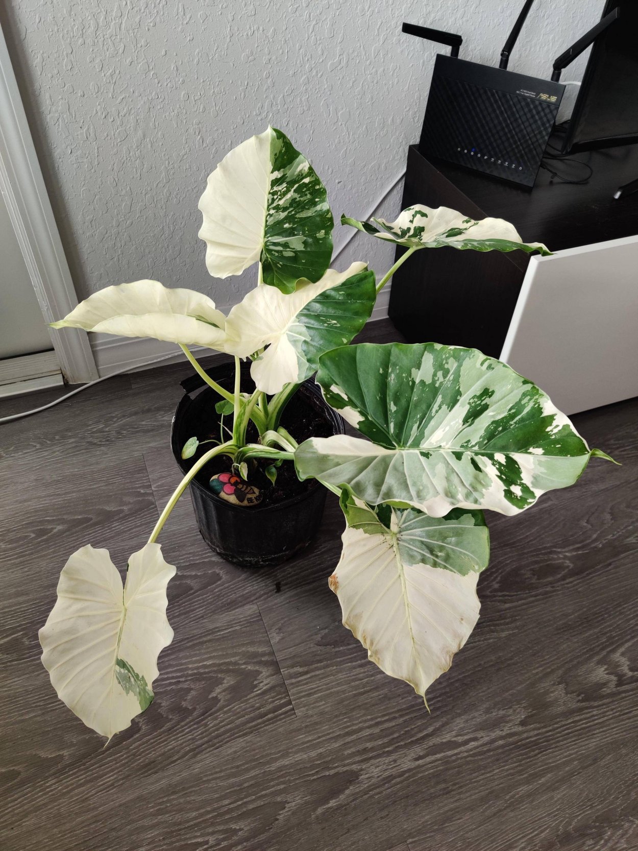 Алоказия Фрайдек