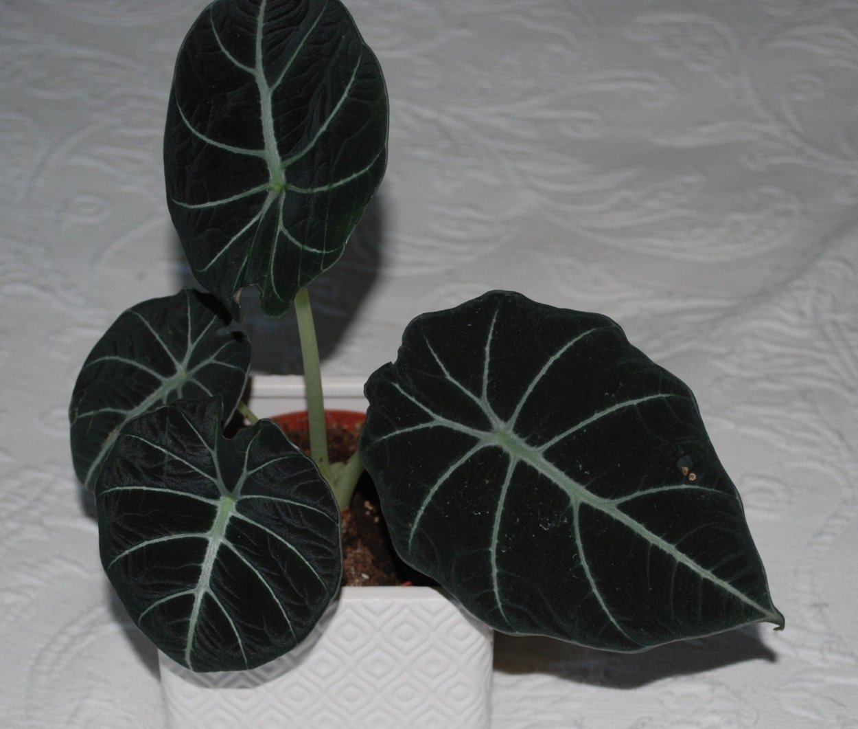 Алоказия Black Velvet