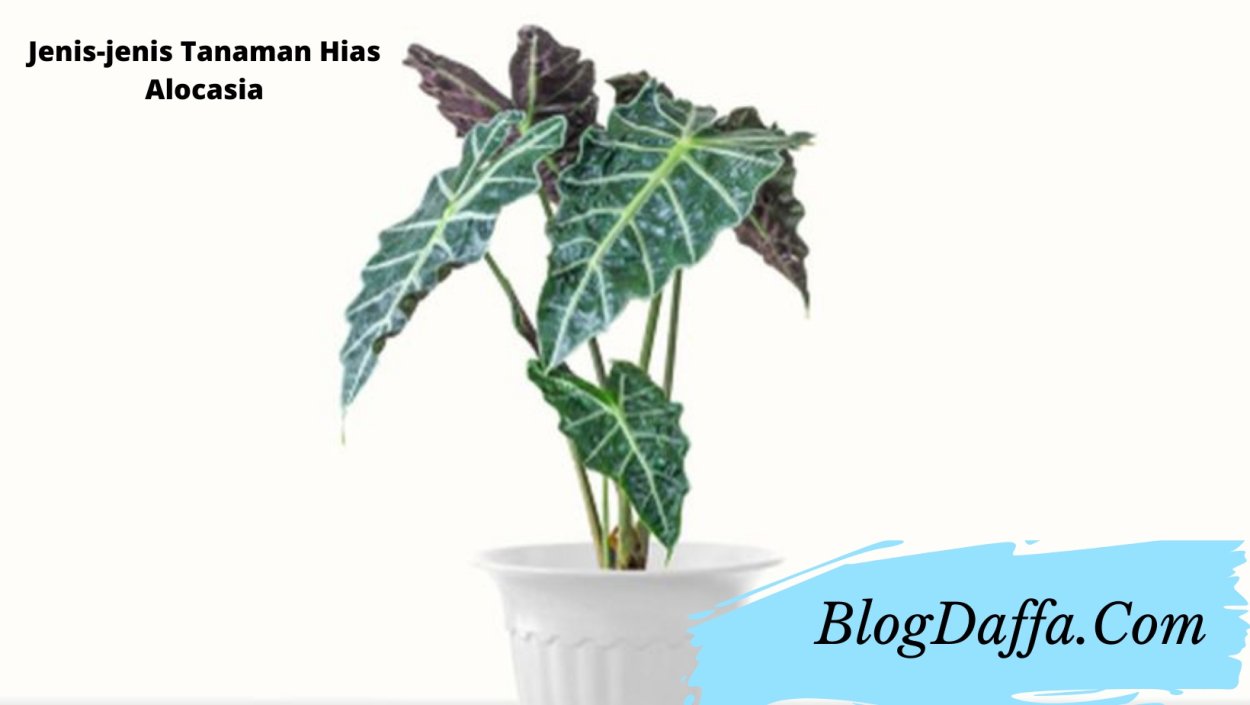 Алоказия Ivory Coast