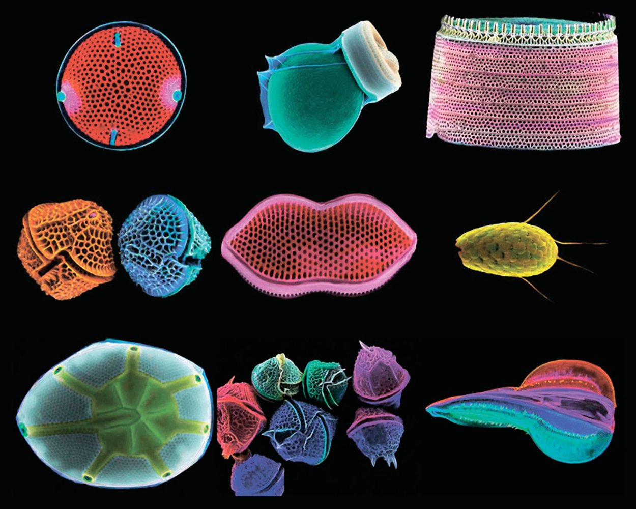 Диатомея водоросль