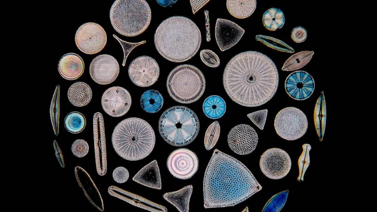 Диатомовые водоросли диатомеи