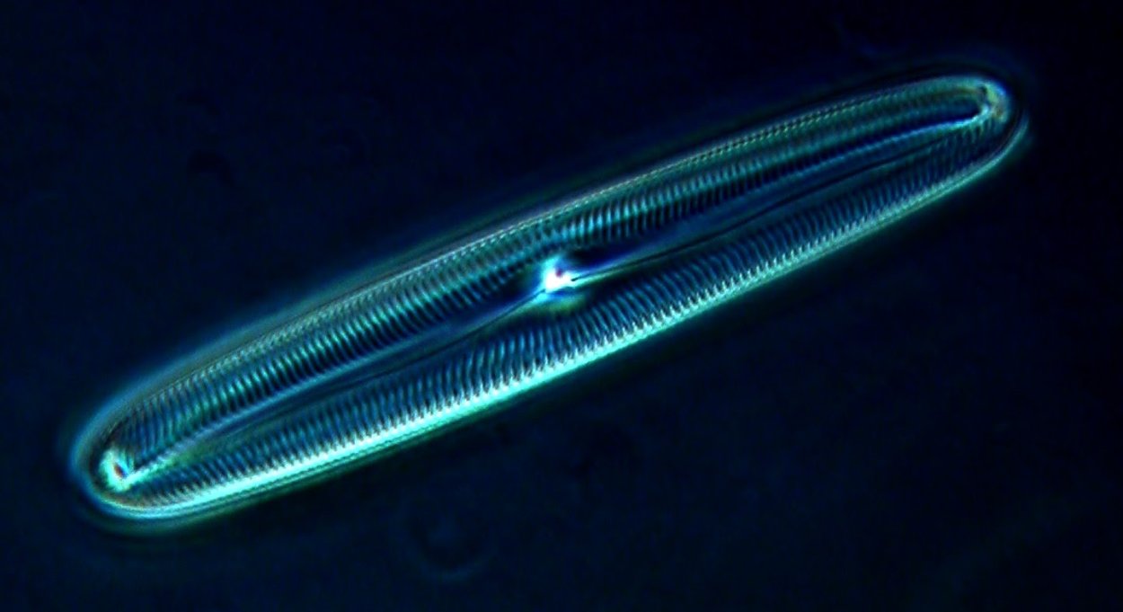 Bacillariophyta диатомовые водоросли