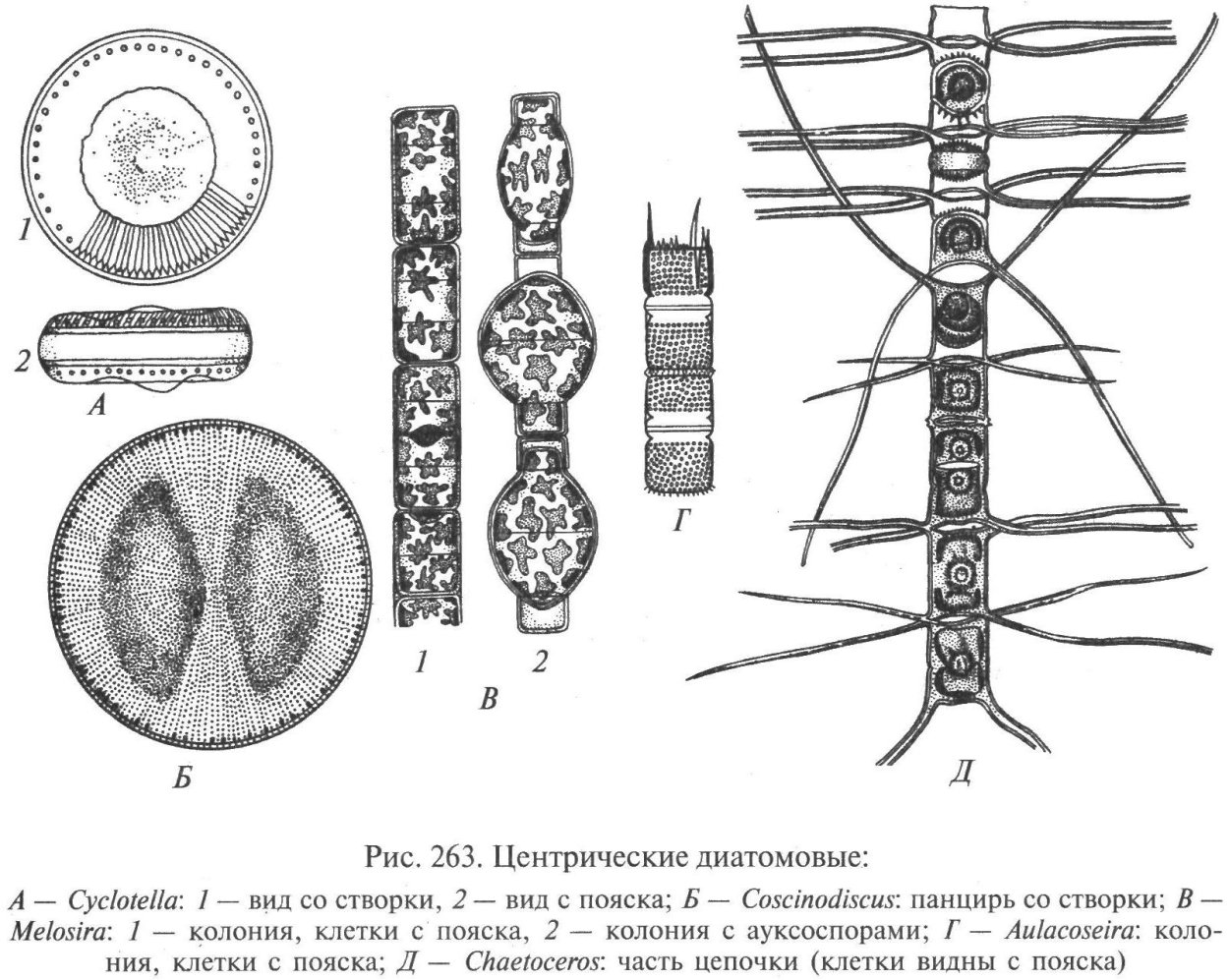 Центрические диатомовые водоросли