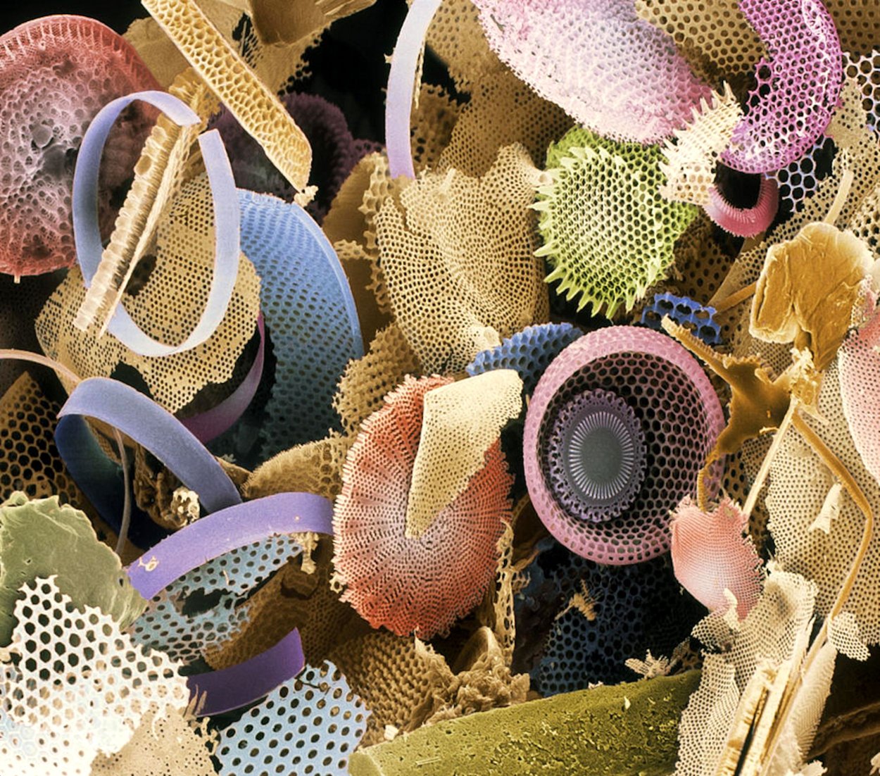 Диатомовые водоросли