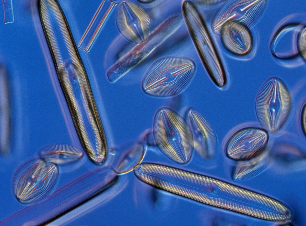 Пеннатные диатомовые водоросли