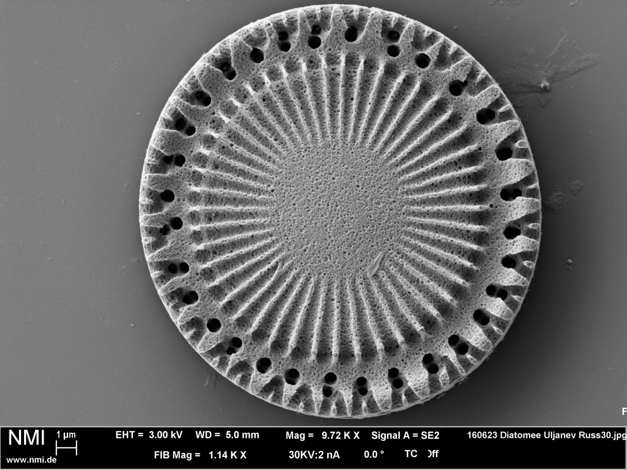 Диатомит под микроскопом