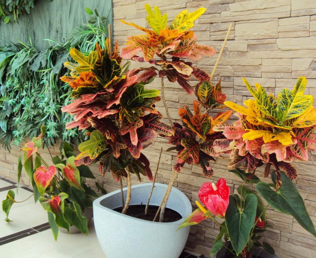 Антуриум в зимнем саду