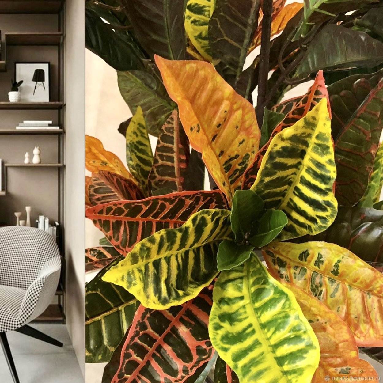 Кротон в интерьере квартиры