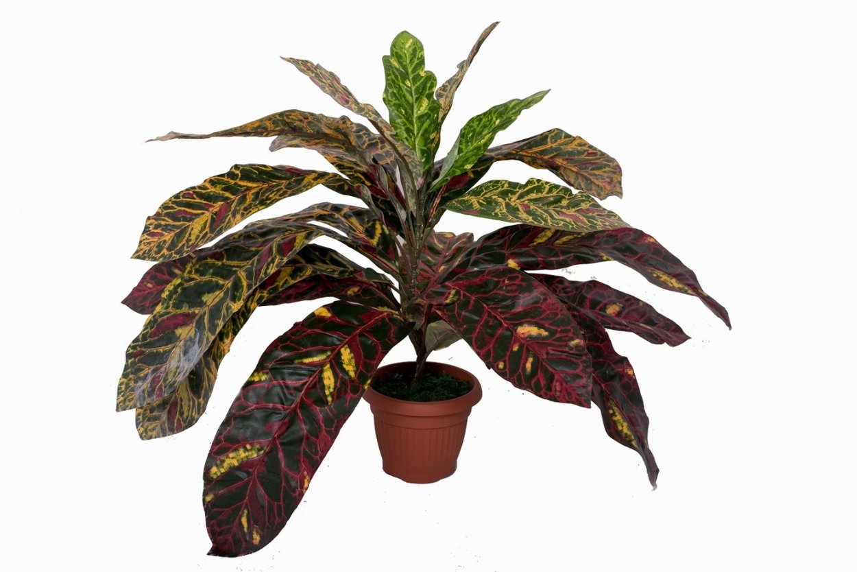 Блэк Принс Кротон