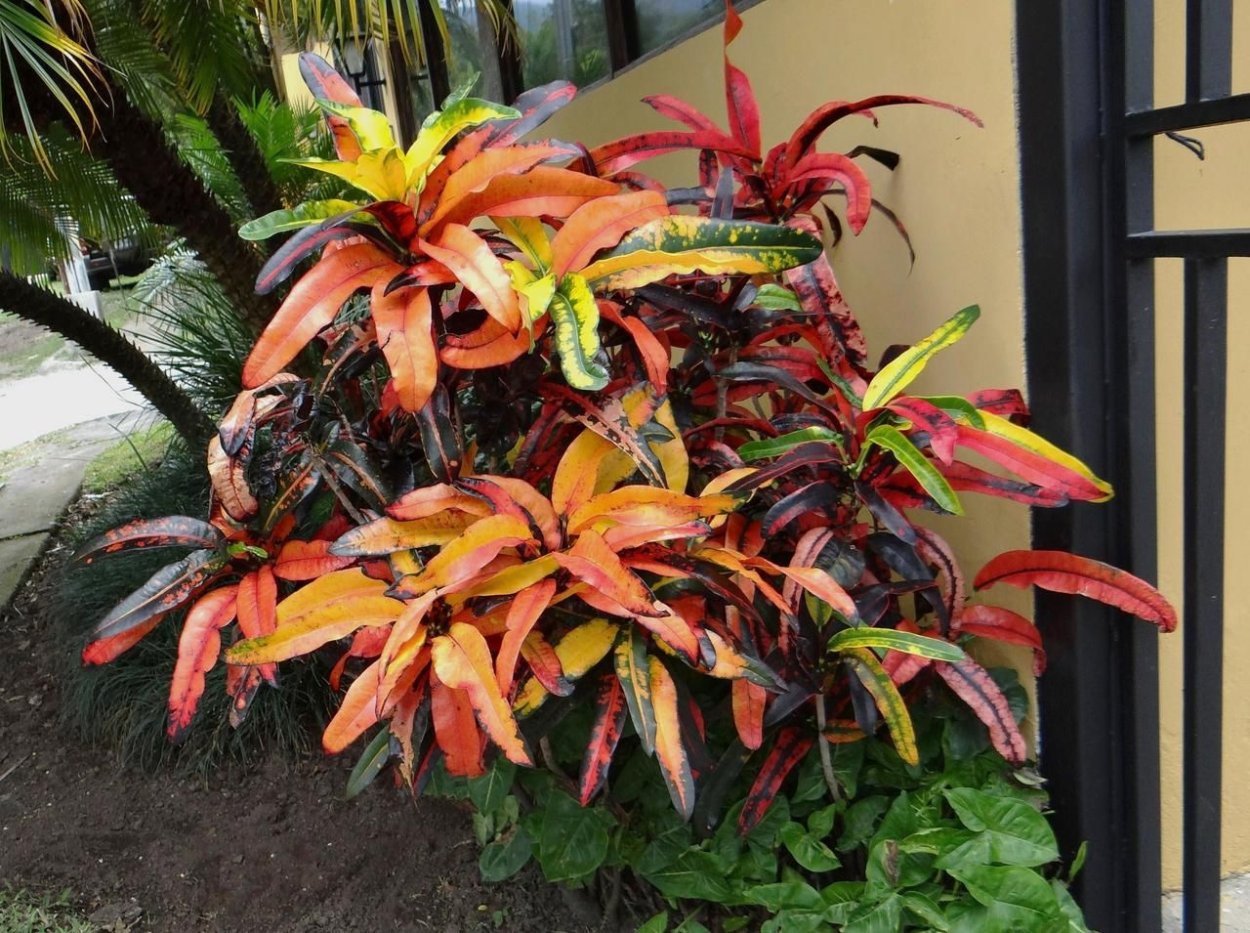 Кротон stoplight