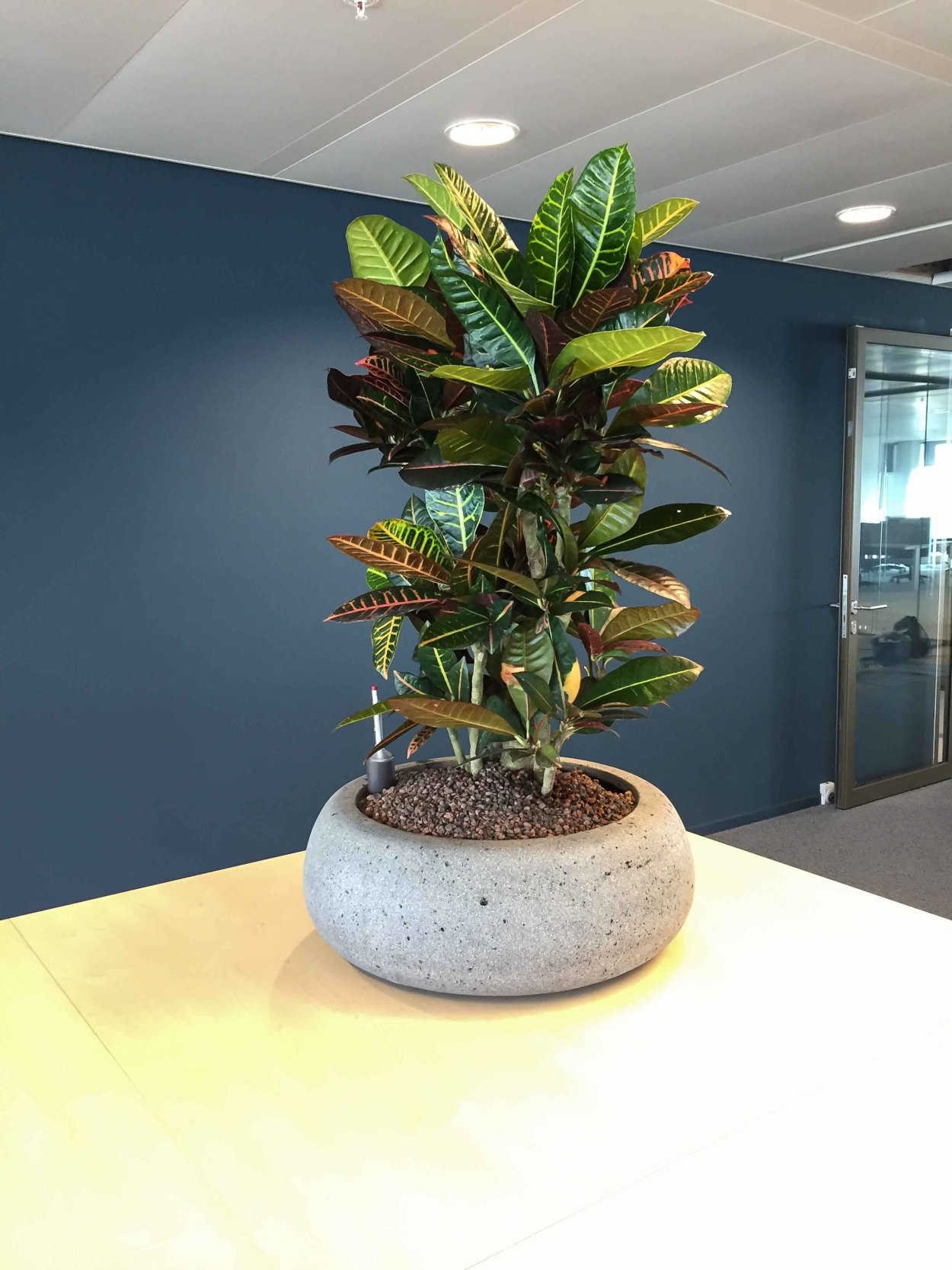 Офисные растения 80х