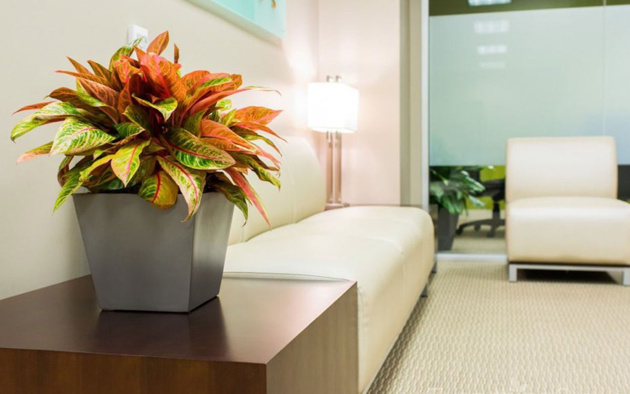 Аглаонема Мария в офисе