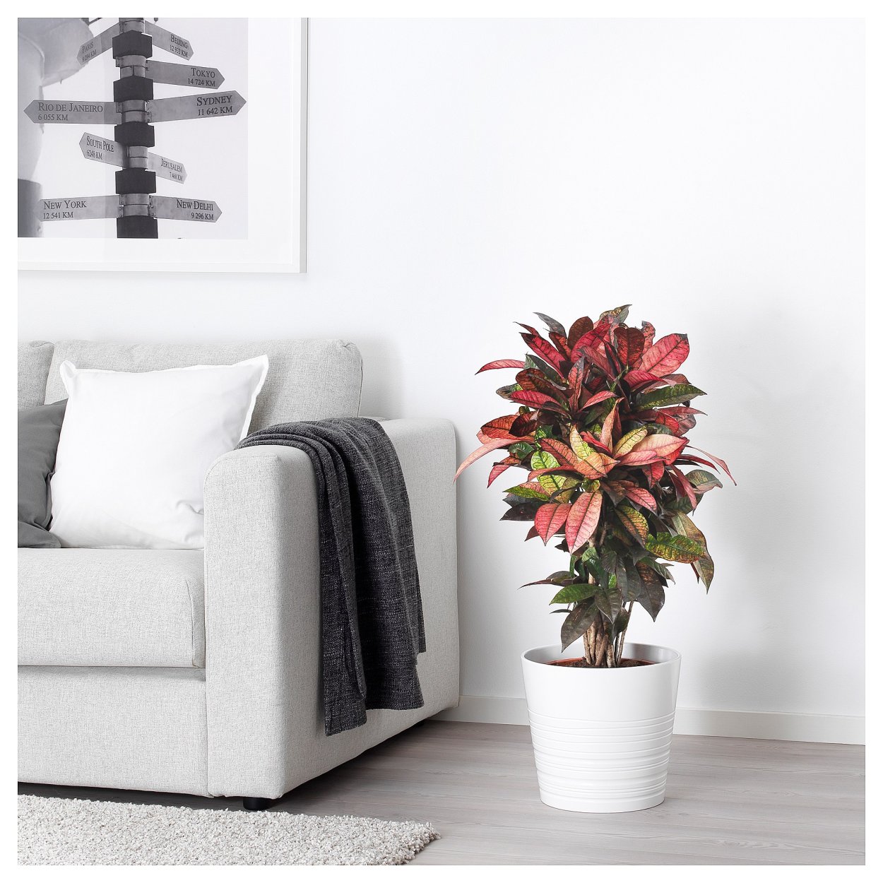 Кротон икеа в интерьере