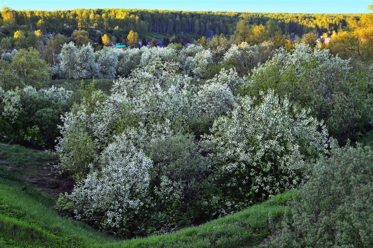 Черемуха в овраге