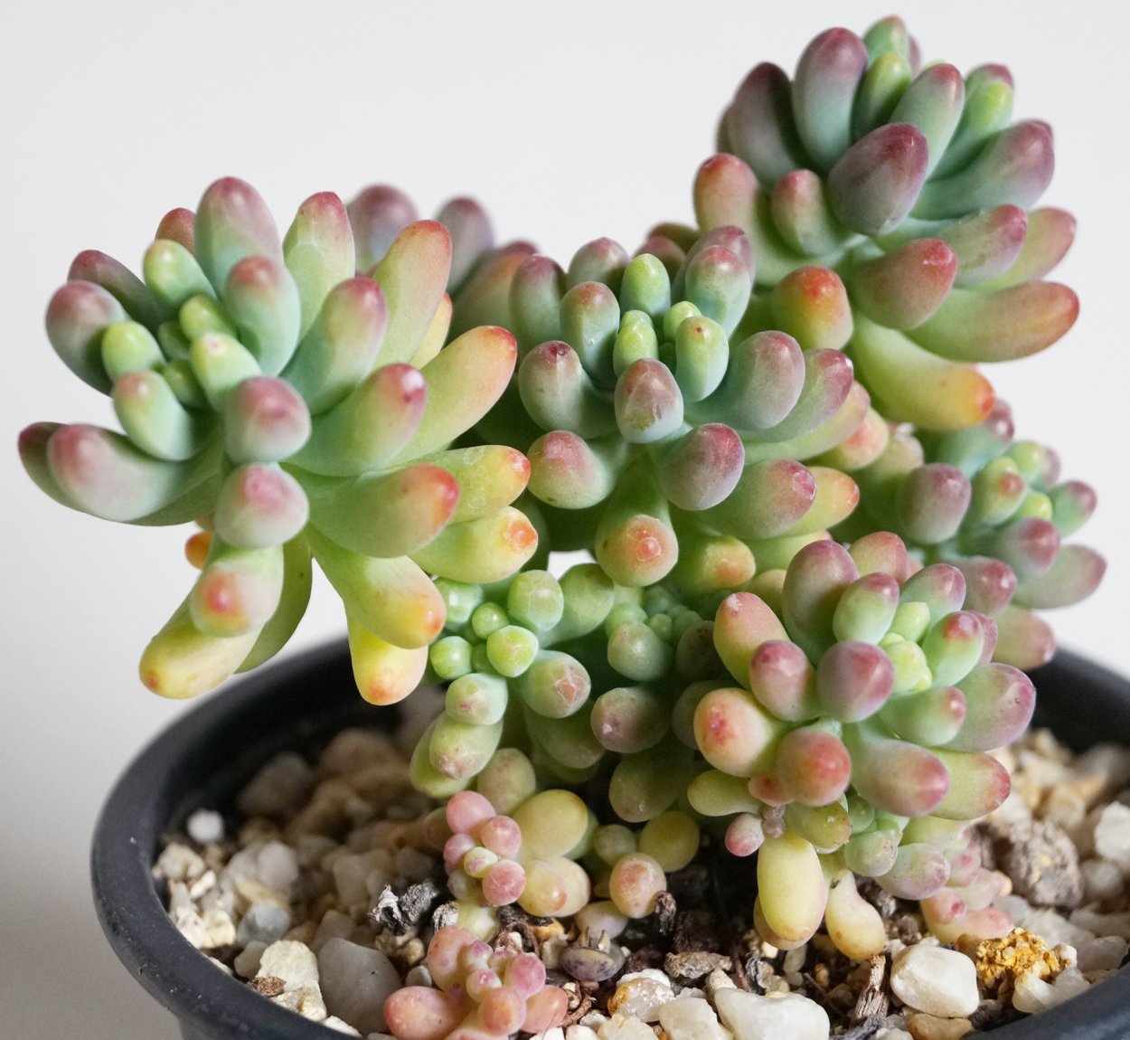 Sedum pachyphyllum