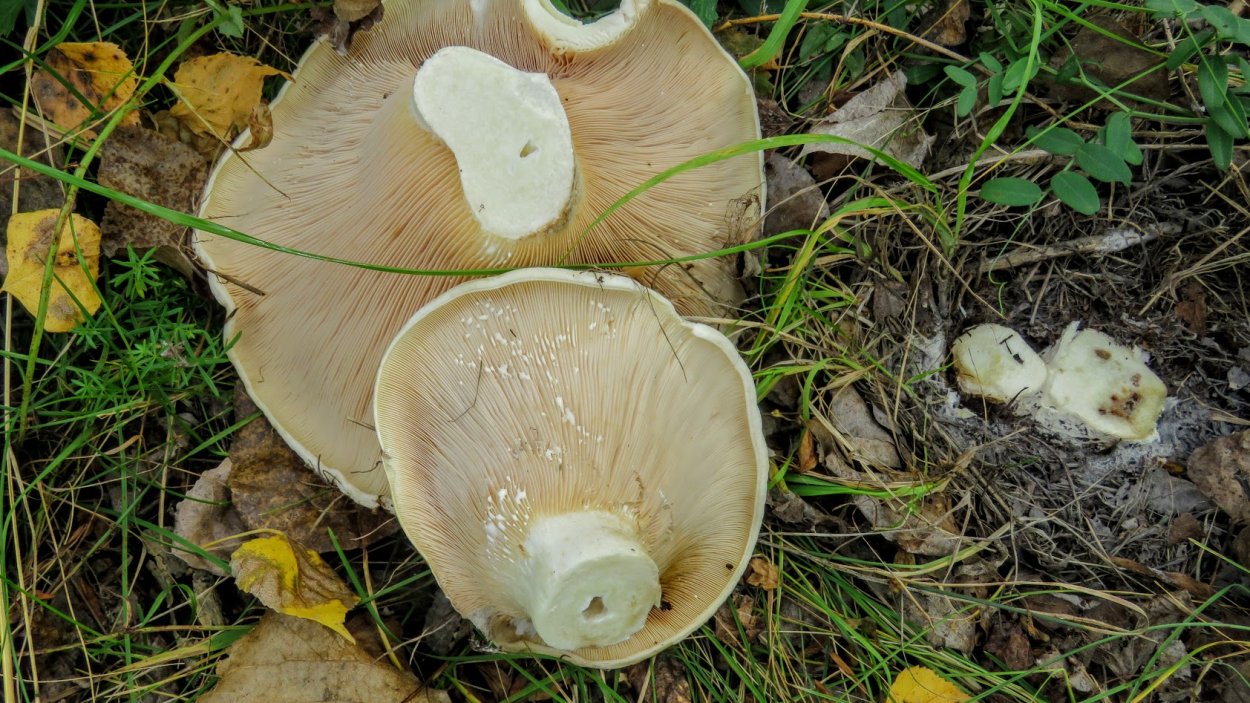 Белый груздь Анапа