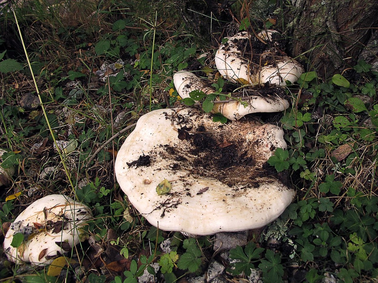 Груздь осиновый Тополевый