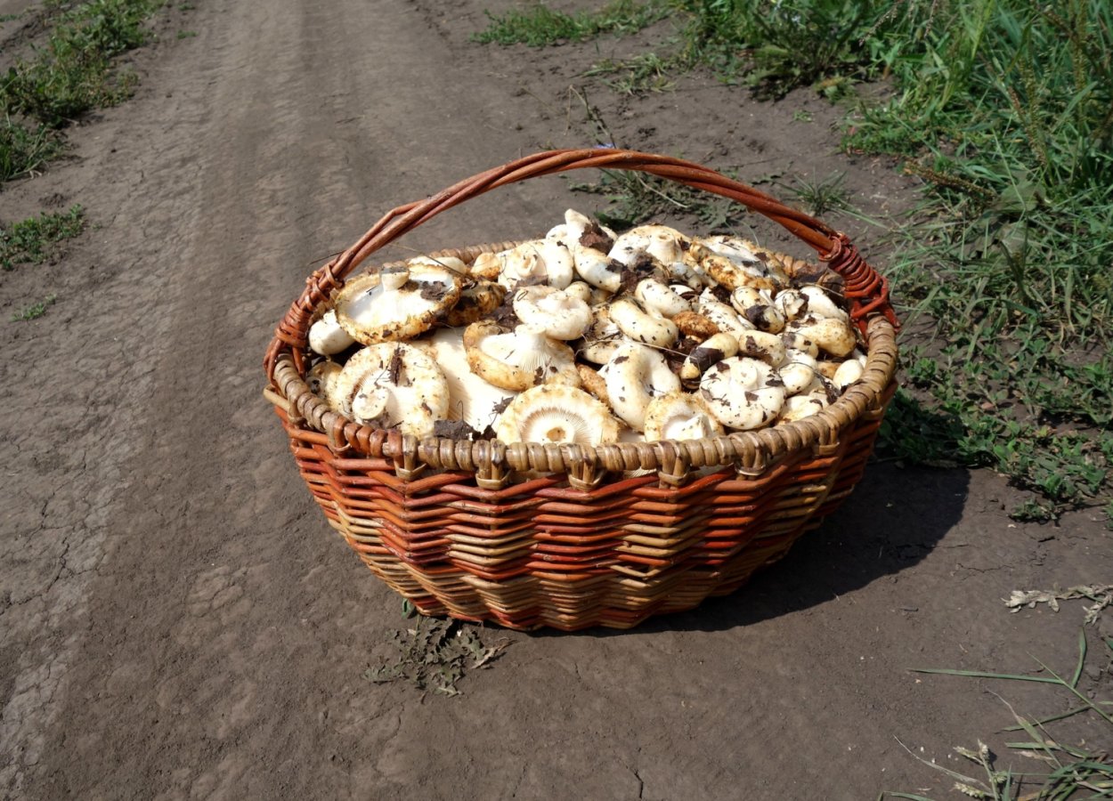 Корзины с грибами грузди
