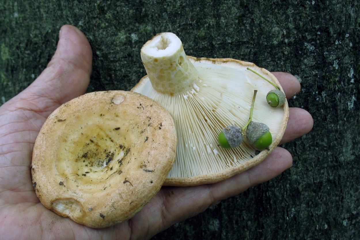 Груздь Крымский