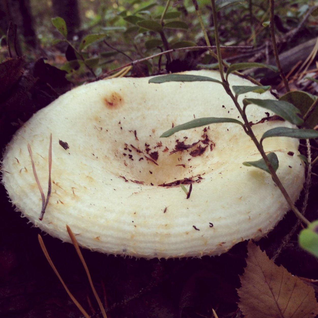 Груздь полевой