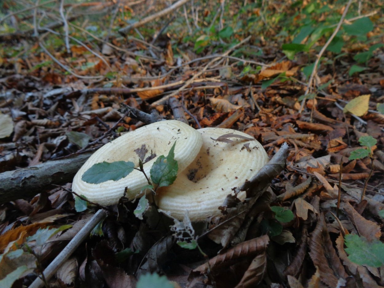 Грибы ХМАО Югры