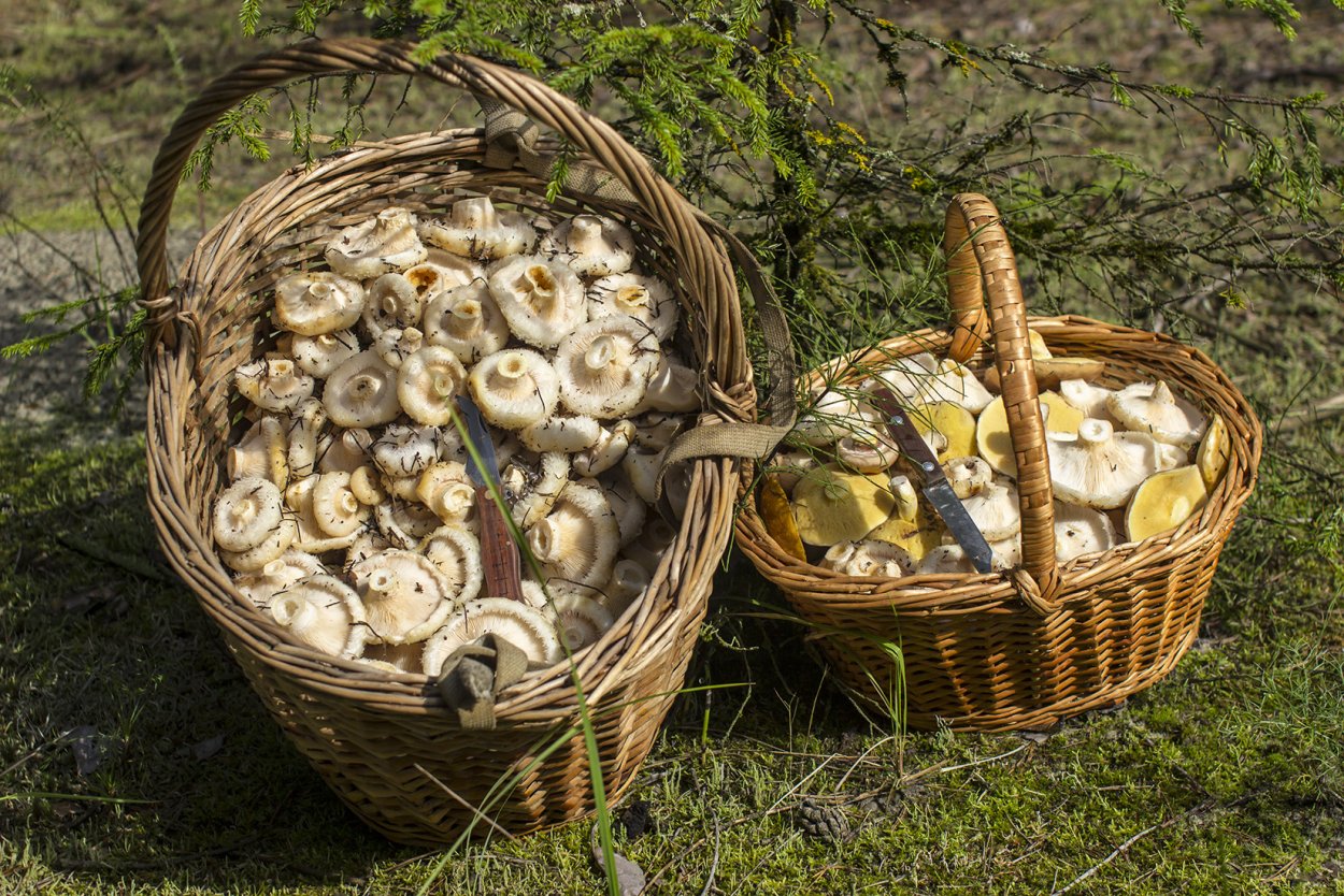 Корзина с груздями фото