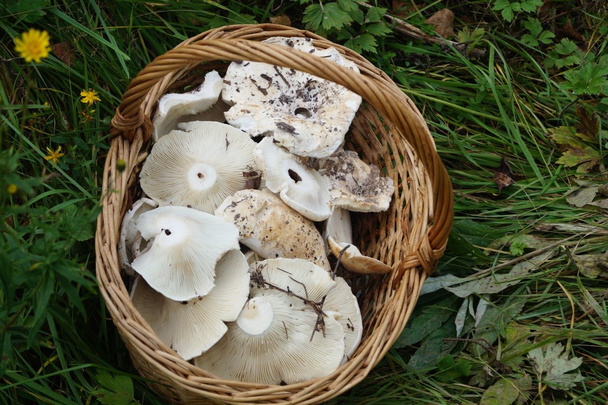 Гриб Белянка съедобный