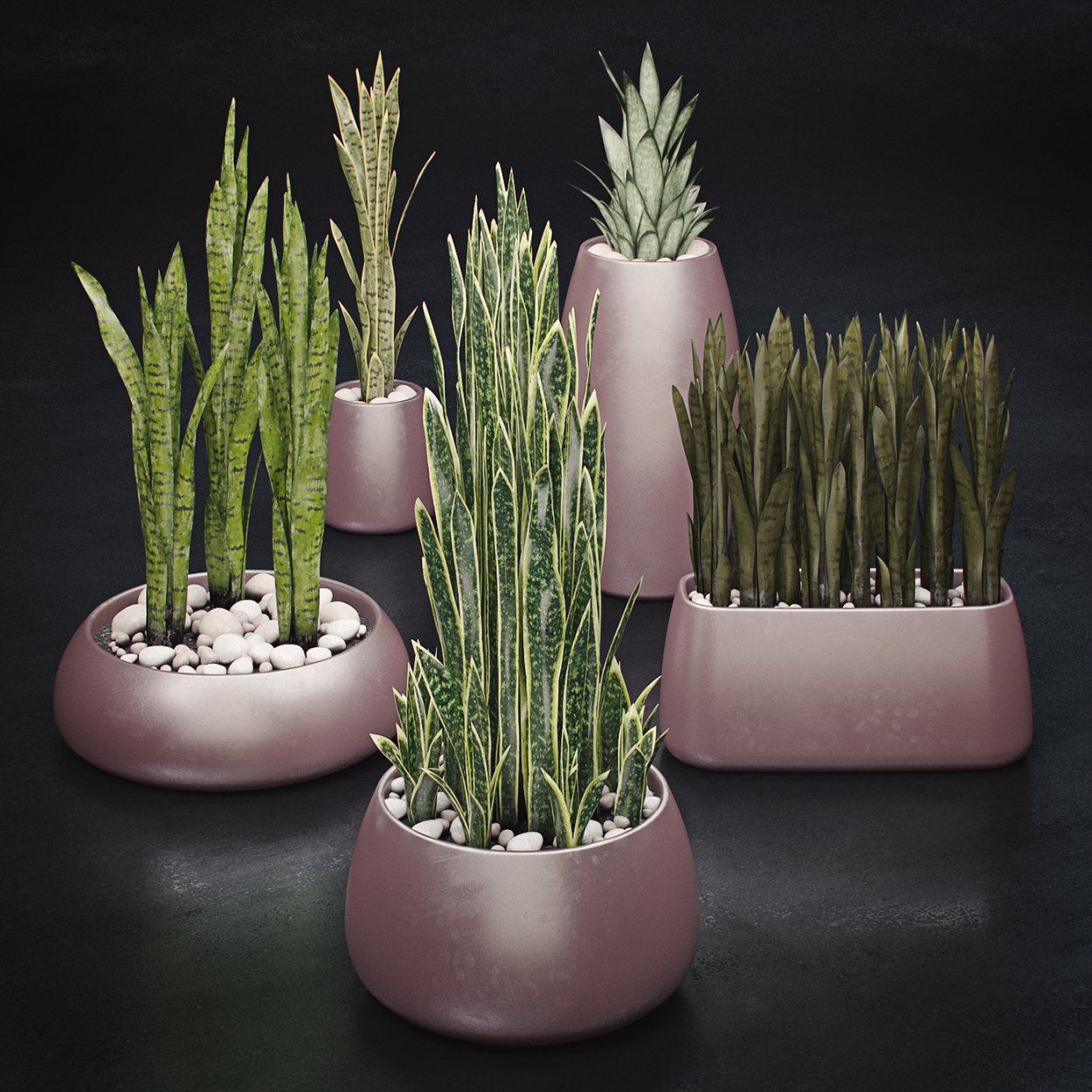 Сансевиерия в плоском горшке