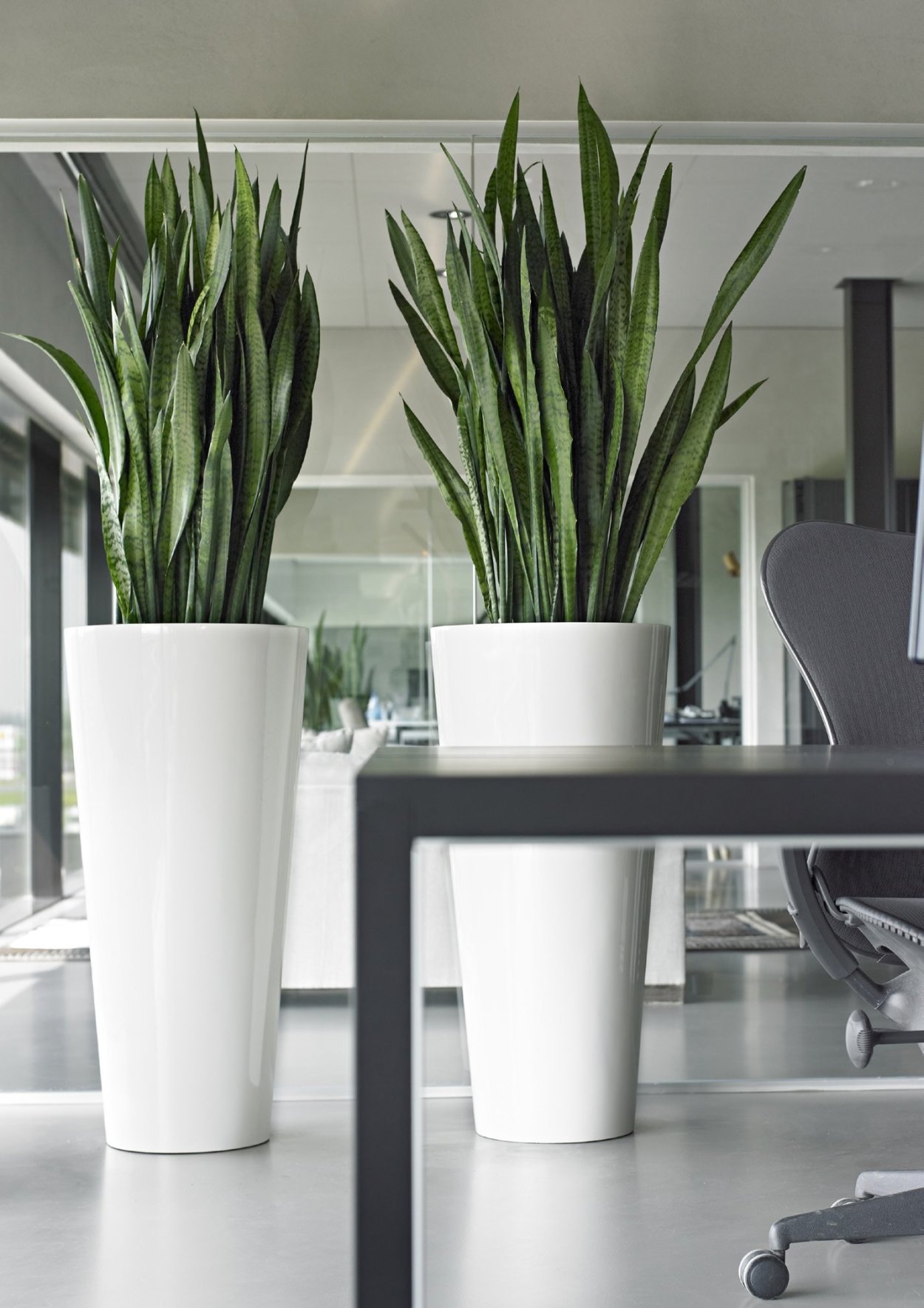 Сансевиерия в кашпо