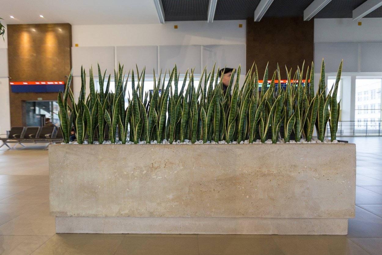 Сансевиерия в Карраро