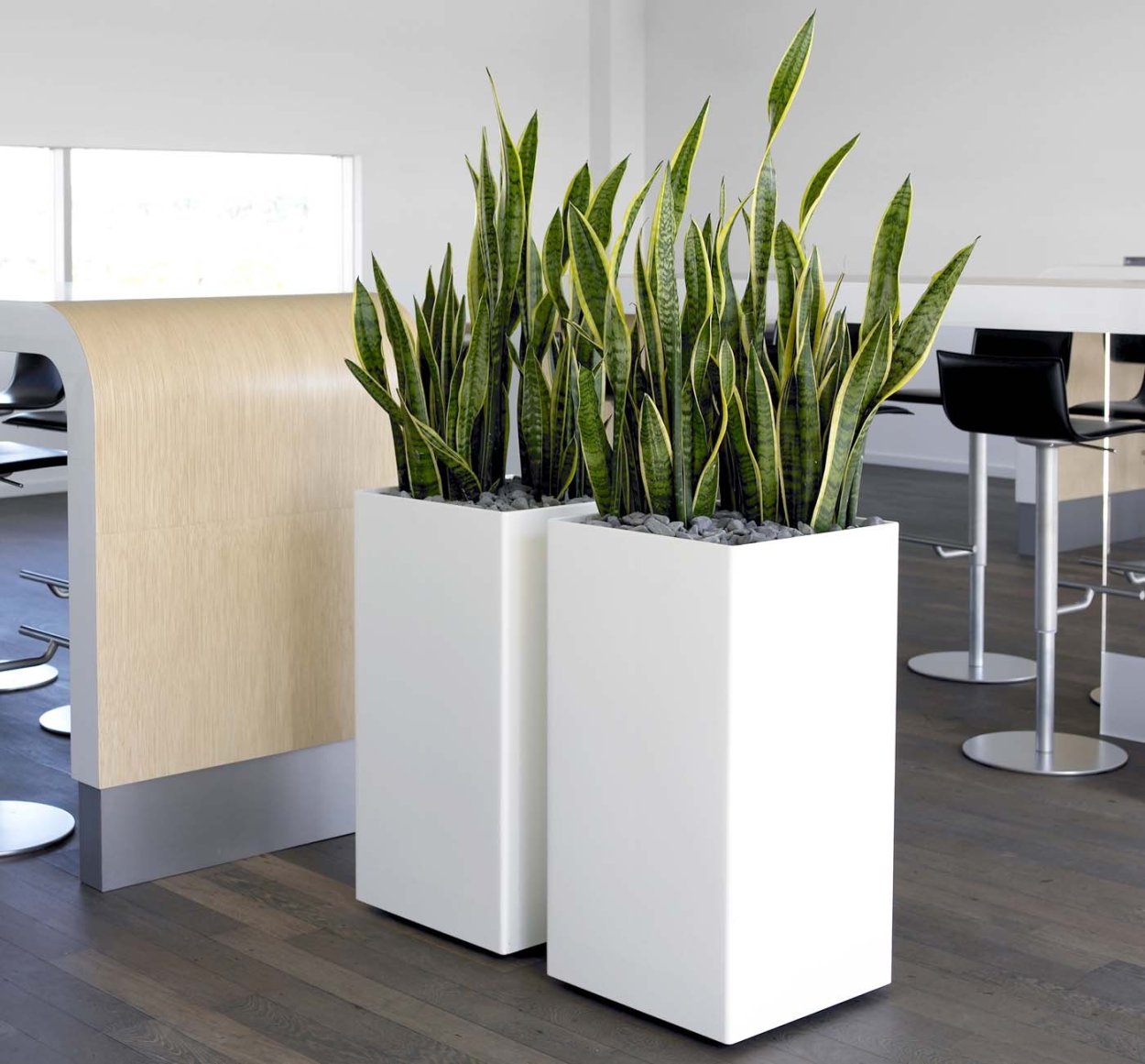 Сансевиерия в напольном кашпо