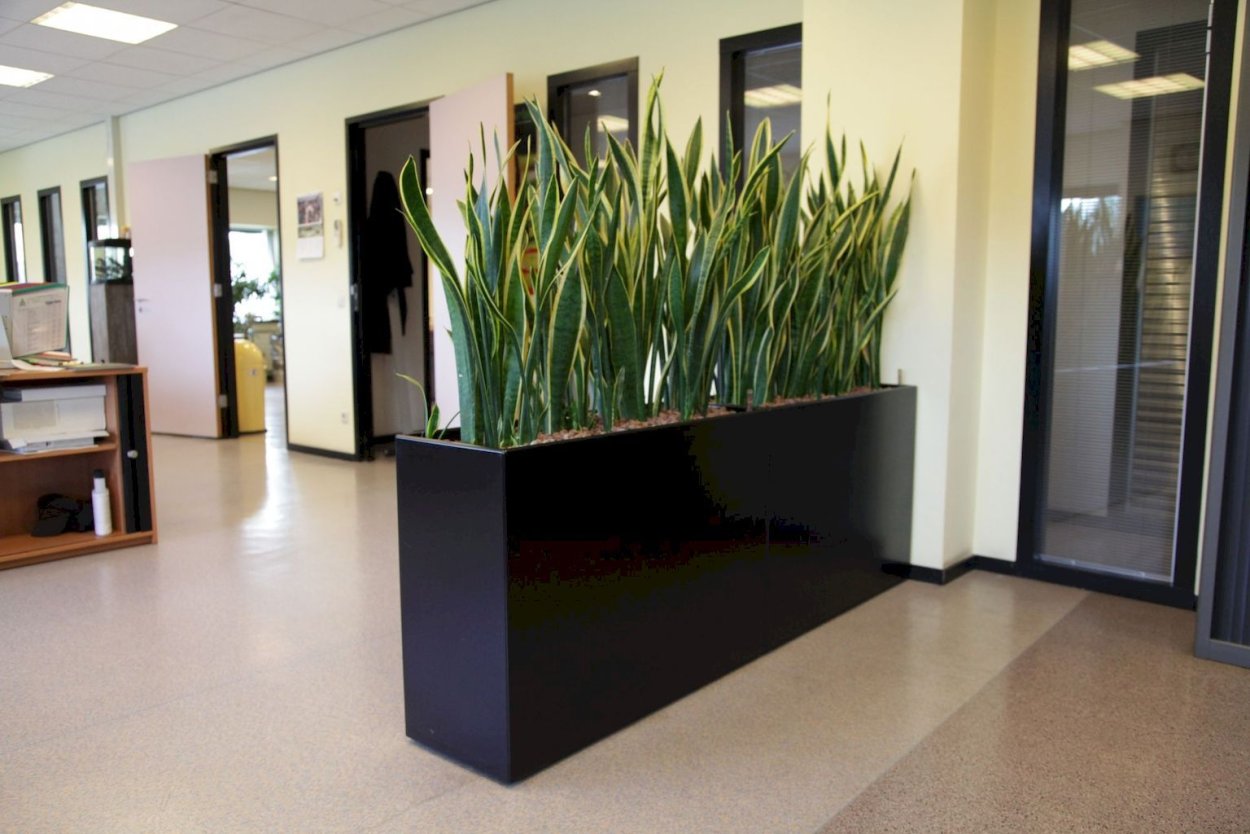 Кашпо зонирование офиса