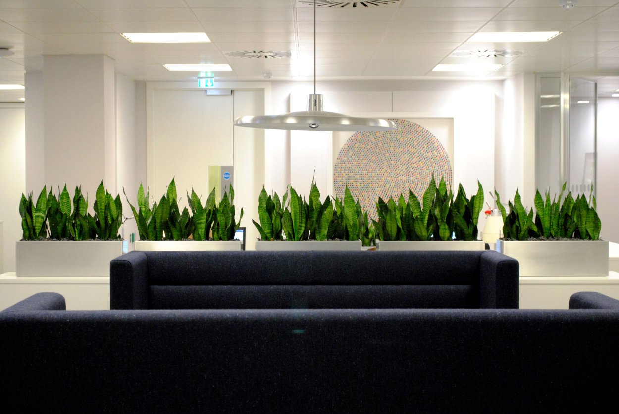 Сансевиерия в офисе