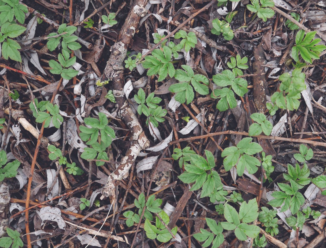 Сныть ареал произрастания