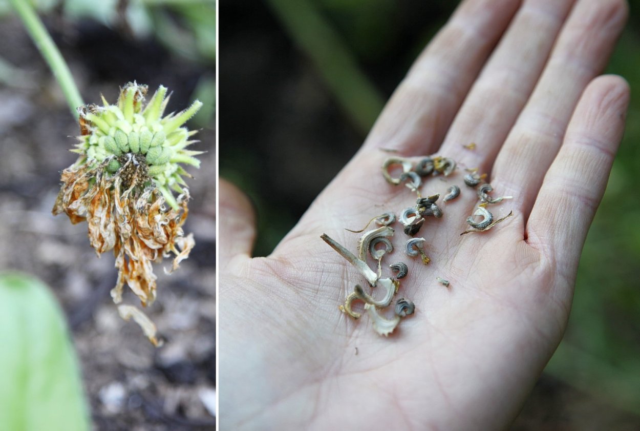 Семенные коробочки сафлора