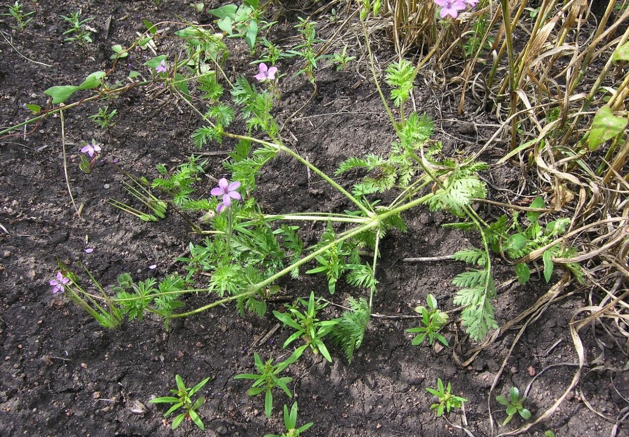 Аистник обыкновенный сорняк