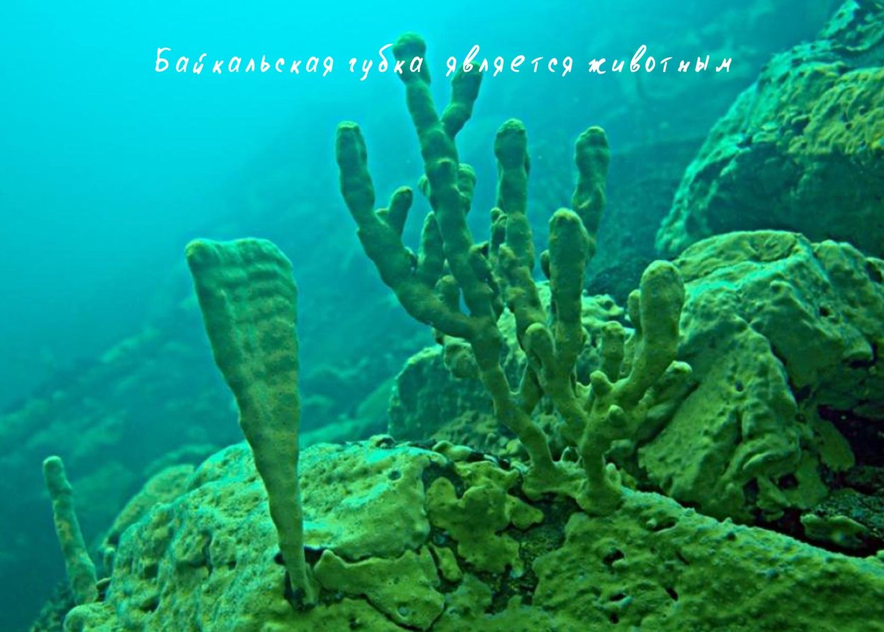 Озеро Байкал Пресноводные губки