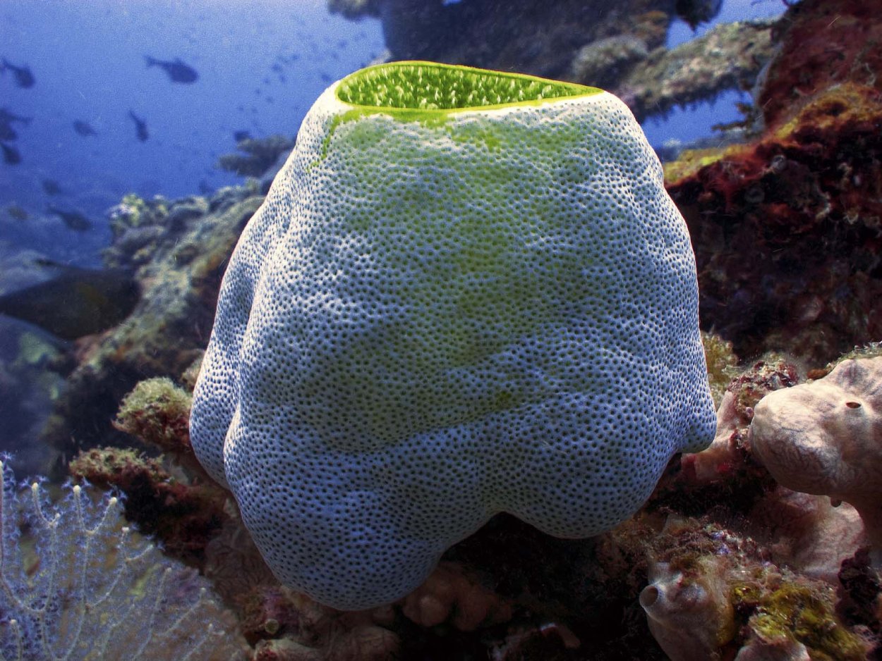 Губки актинии пестициды в океане